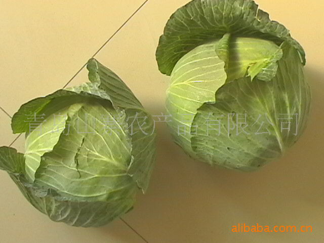 供洋白菜 扁包菜 甘蓝 包菜 青岛大头菜图片_6