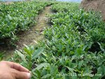 ���ڹ�Ӧ�����Ͱ�Ϫ��������Ҷ��
