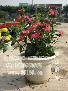 供应 石竹(洛阳花 石竹子花 石柱花 十样景花)时花四季花卉植物