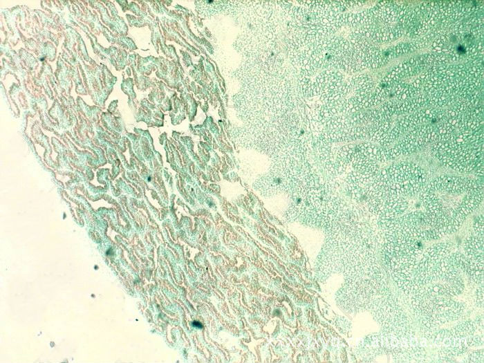 组织切片 生物组织切片 动物组织切片 植物组织切片-鑫鑫教学