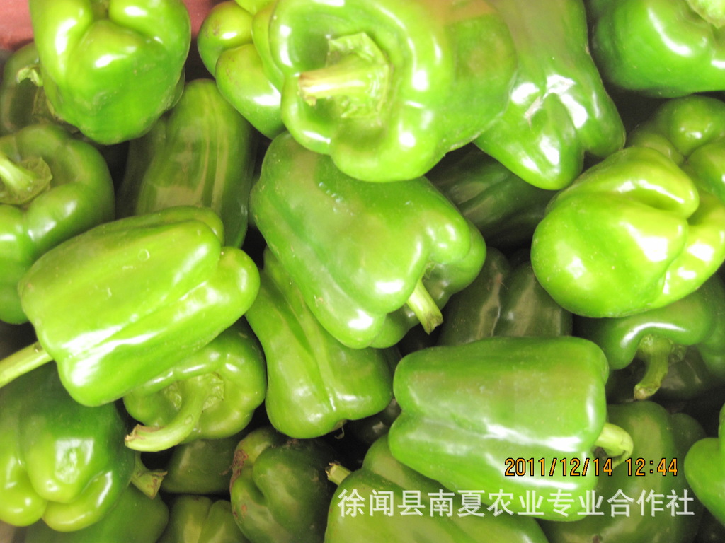 产地直销 长期供应海南;徐闻绿色蔬菜(青圆椒)