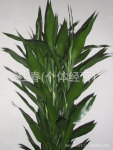 鲜花切花花卉鲜花批发鲜切花批发配花富贵竹