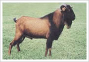 黑山羊種羊急售2000頭