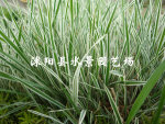 苏北园林 花叶燕麦草 