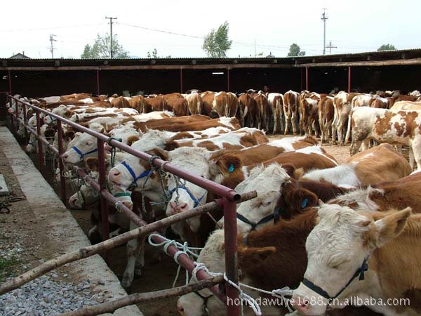 供品種肉牛 肉牛養殖  肉牛養殖場  黃牛養殖場