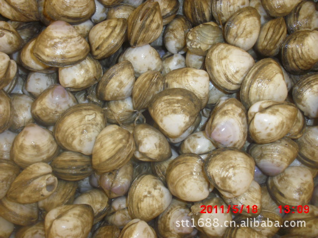 供应野生海蛎子牡蛎生蚝海鲜贝类批发鲜活水产品