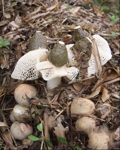 批发供应四川青川·珍稀·天然食用菌·竹荪·一斤起批