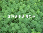 供应聚草 
