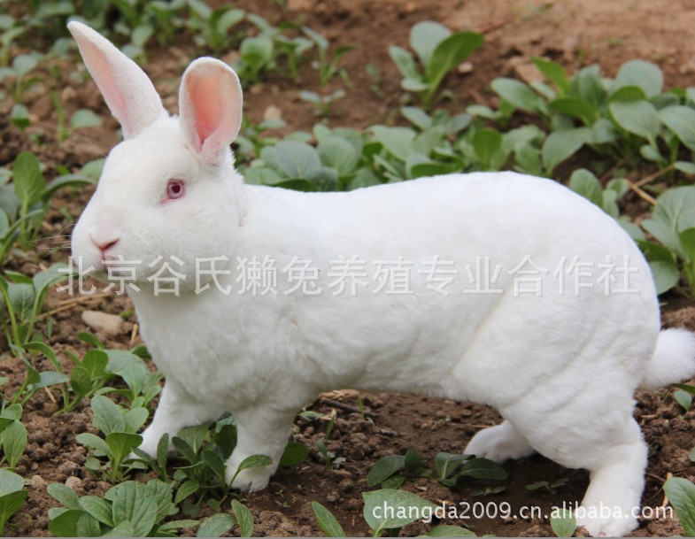北京谷氏獭兔养殖专业合作社提供优质獭兔种兔
