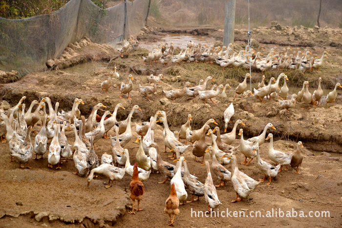 长沙养殖场常年特价销售优质土鸭 长沙土鸡养殖厂