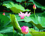 供应数字油画 40*50荷花数字油画 数字油画加盟 diy数字油画