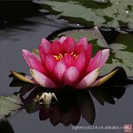 ��Ʒ���ͺ�����˯�� ���޺�˯�� �ļ�����ֳ