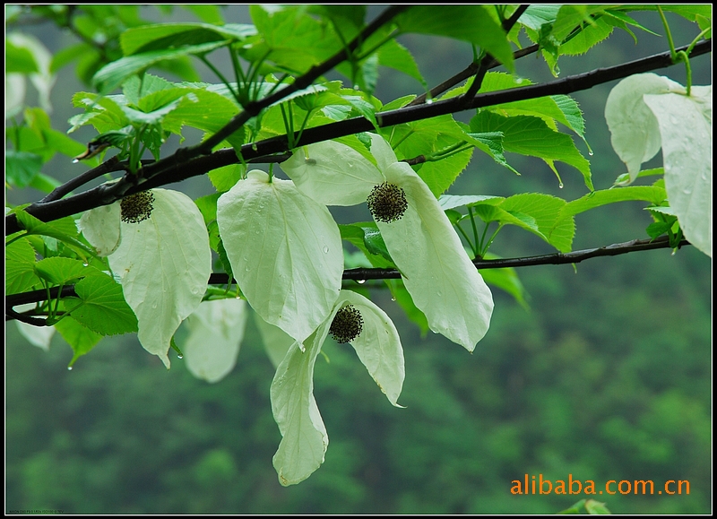 国宝植物.栱桐,"中国鸽子树".栽培繁植,批发零售