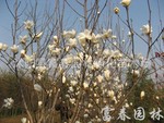 供应白玉兰，白玉兰苗，白玉兰树，白玉兰花，望春玉兰