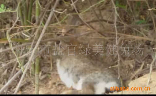 槔瓦或者水泥板搭建简易兔窝,或者放些水泥管,水缸都行,方便兔子躲雨