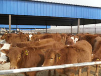 2012肉牛养殖 肉牛养殖利润分析 河北肉牛价格