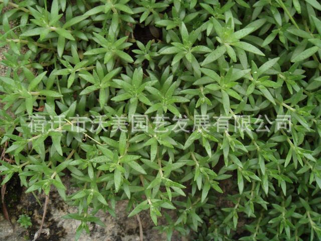 供应垂盆草,别名地蜈蚣草,石指甲,黄开口草,瓜子草