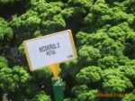 进口法国香芹 法国香芹种子 香芹种子 特色芹菜 香味很浓