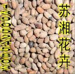 出售绿化苗木种子、花卉种子、果树药材种子 杜英种子40/斤