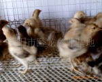 优质育雏鸡苗
