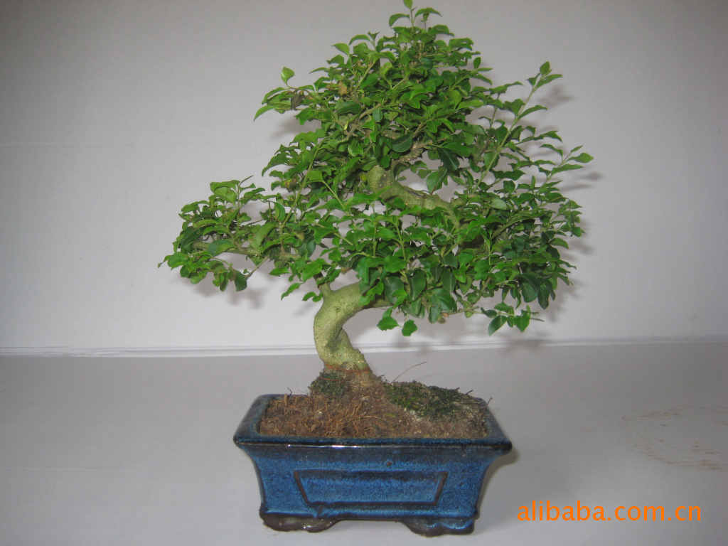 原料辅料,初加工材料 农产品 园艺花卉 盆景 16cm 造型女贞(山指甲)