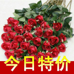 ��ȫ�������������Ӧ����õ�廨-�ߵ�����õ��-����ֲ��