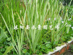 供应各类水生植物  花叶香蒲 