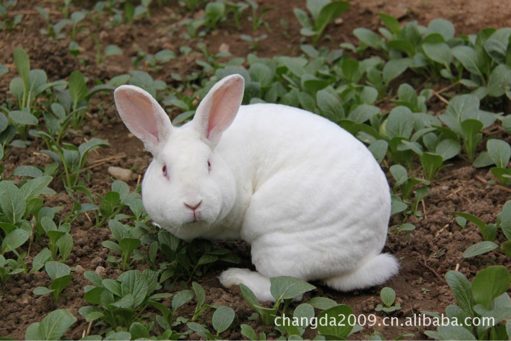 北京獭兔|獭兔价格|獭兔行情|獭兔种兔
