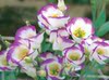 鲜花切花花卉鲜花批发鲜切花批发配花洋桔梗