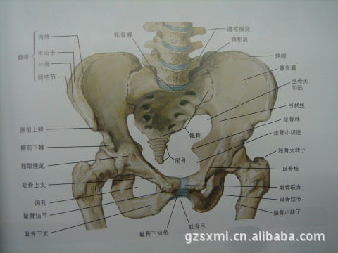 广东广州广州批发,零售医疗教学男性骨盆模型价格