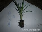 大量供应云南鲜花优质种苗--康乃馨