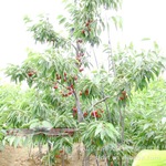 4年生分枝大樱桃
