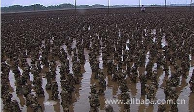 【卓伟珍珠】120408批发特大型5-6年淡水珍珠河蚌养殖贝类 特别推荐