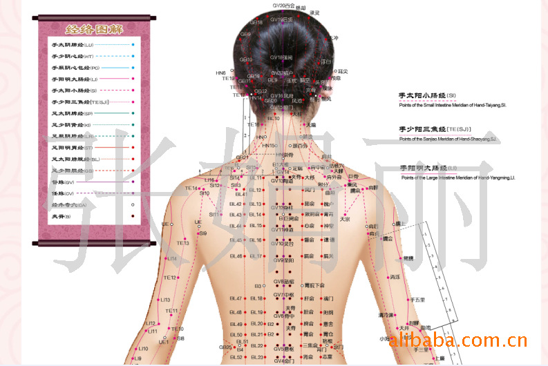 针灸穴位,针灸挂图,中英文,人体经络穴位标准挂图(正)女性