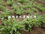 苏北园林  供应花叶金边玉簪 