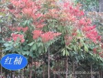 �л�����骣�����骡���� �����ٻ�骡���˿�ľ �㽭骣�