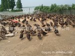供应纯野外放养绿头野鸭