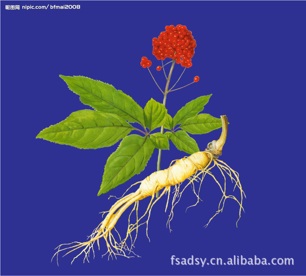 产品中心 植物提取物 > 人参皂甙,西洋参皂甙,人参提取物,有现货,价格