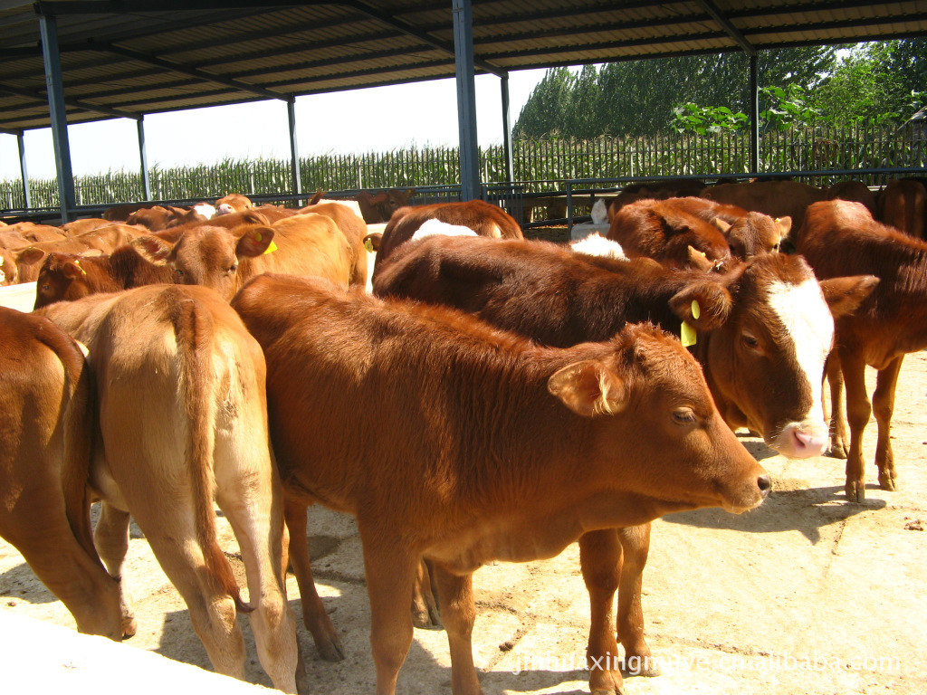 供应肉牛养殖，大量肉牛，小黄牛