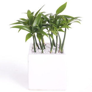 【竹柏】 居室绿化植物 , 养眼盆栽