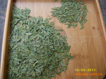 批发供应2011年明前龙井,大佛龙井