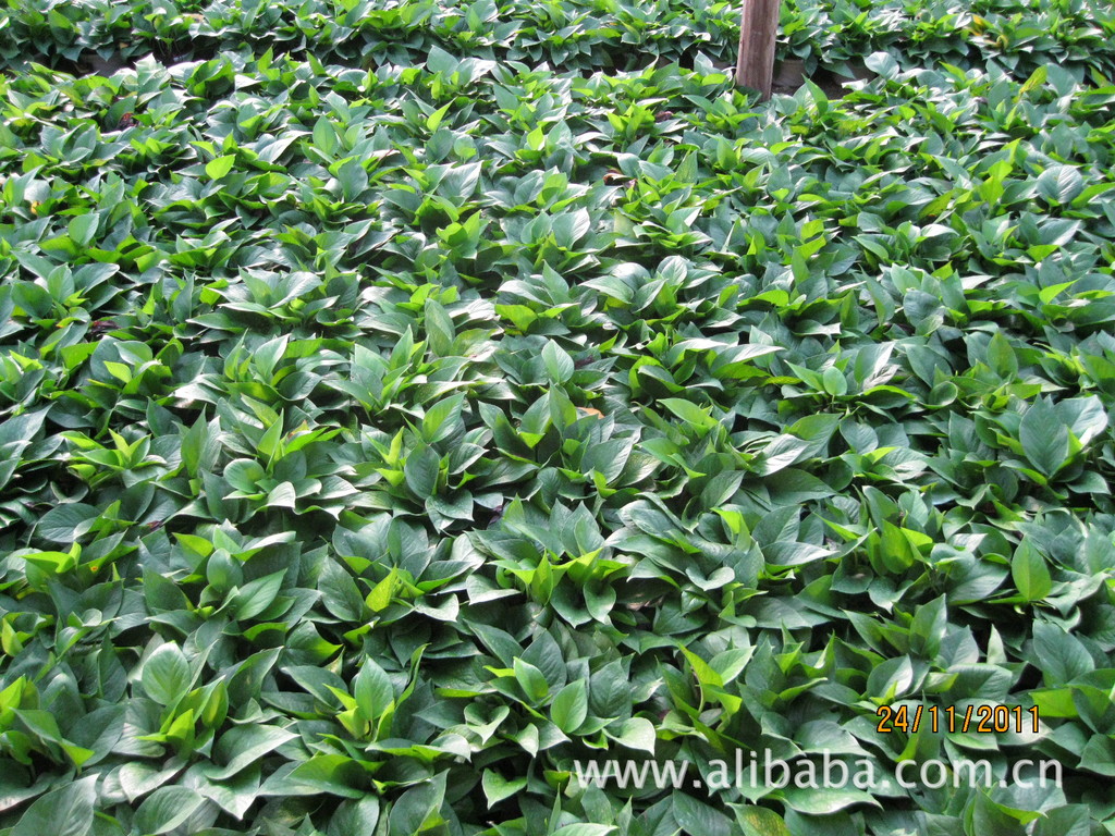 原料辅料,初加工材料 农产品 园艺花卉 盆景 广州绿萝批发优质
