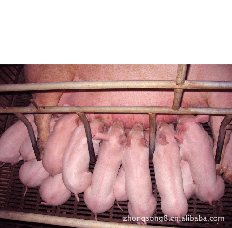养殖场提供猪价格三元猪价格15050992391