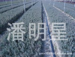 出售偃柏小苗桧柏小苗沈阳桧柏小苗丹东桧柏球偃柏球