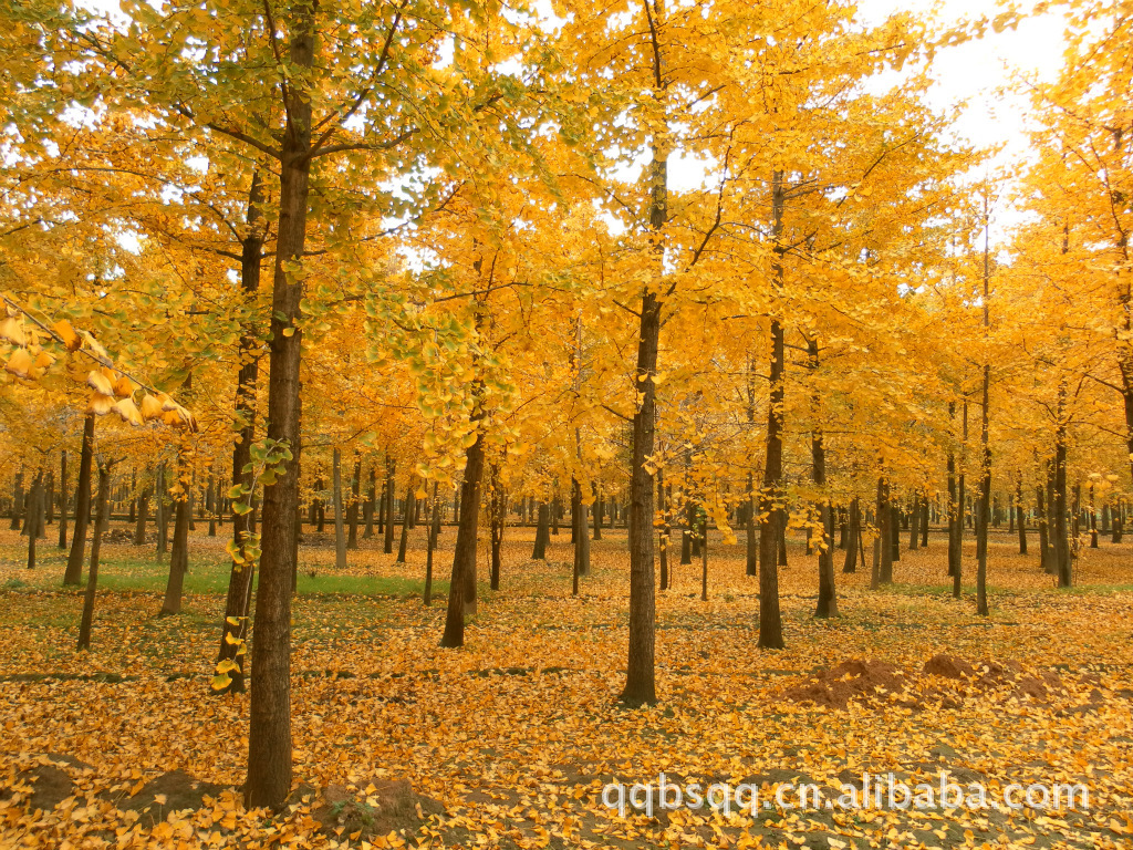 秋天的树摄影图__树木树叶_生物世界_摄影图库_昵图网nipic.com
