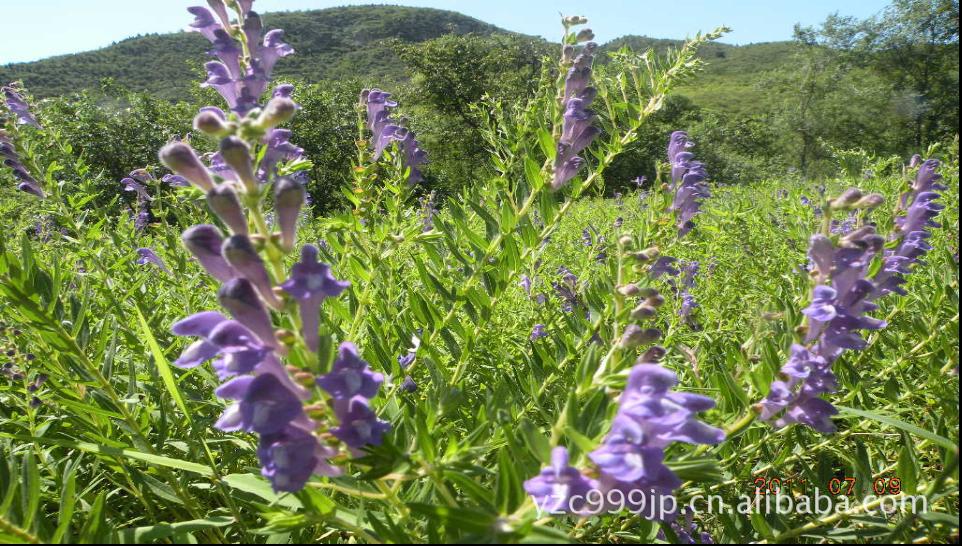 大量 批发 零售 黄芩 系列 养生茶
