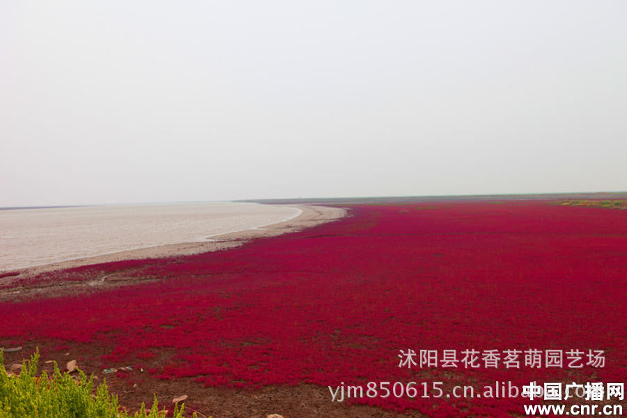 供应碱蓬草种子 翅碱蓬 黄须菜 盐碱地滩涂植物 秋冬可以变红