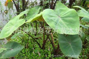 春彩花卉销售地被水生植物紫芋,水芋,野芋,东南芋,老虎广菜