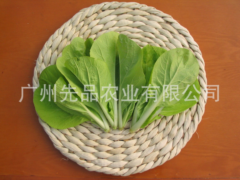 供应黄叶小白菜 种子 快大黄金菜