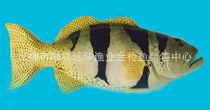 马尔代夫产天然野生石斑鱼--虎纹斑(0-4度保存_全程空运)